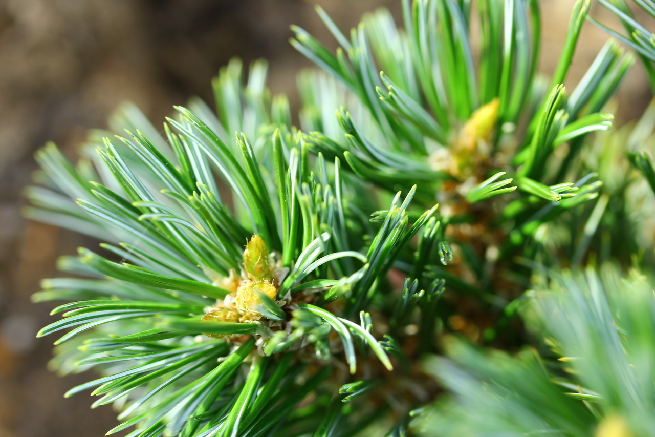 Pinus flexilis 