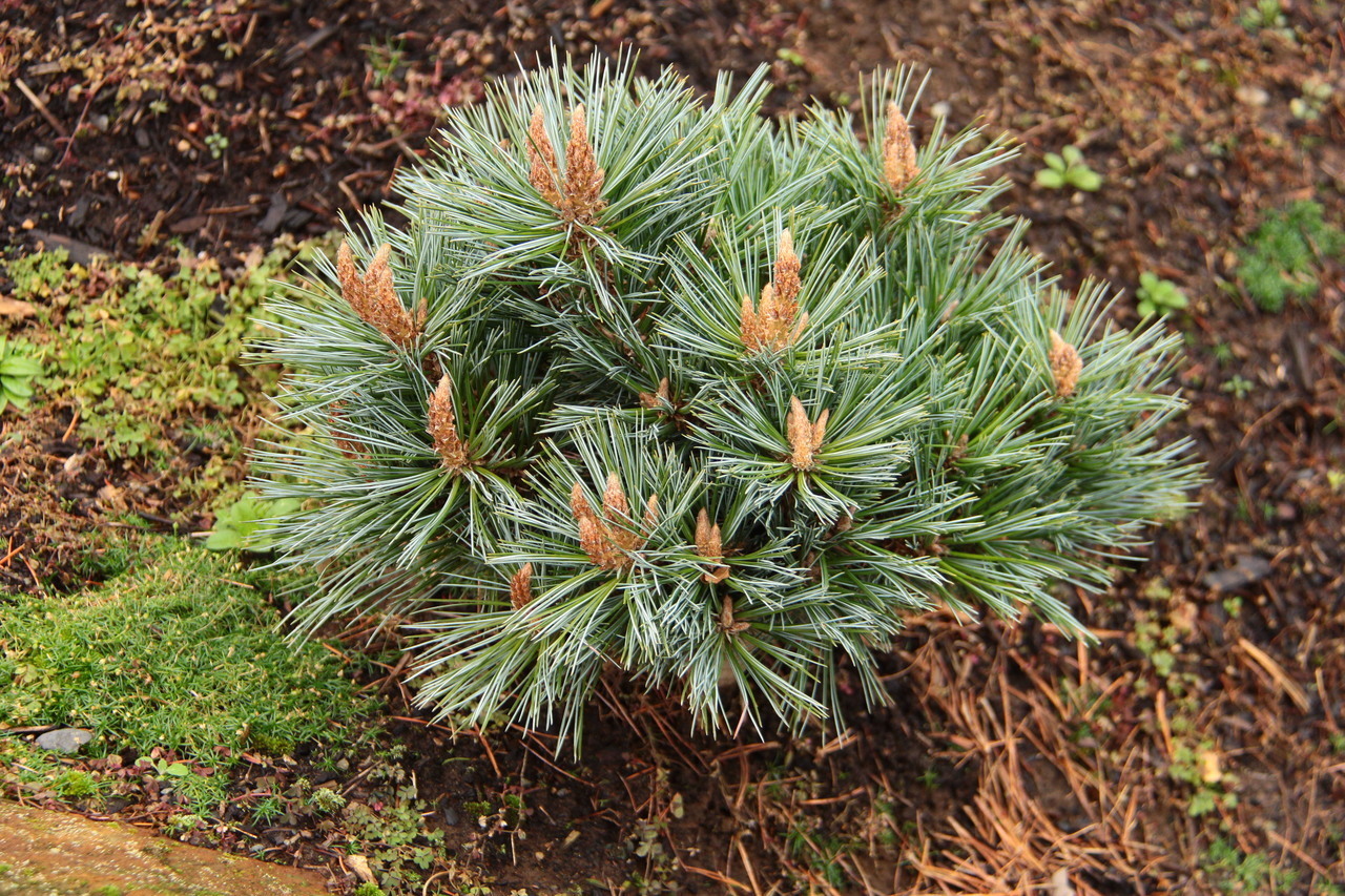 Pinus flexilis 