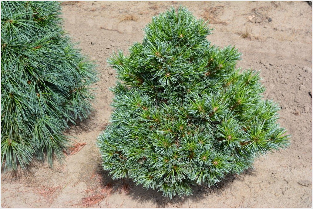 Pinus flexilis 