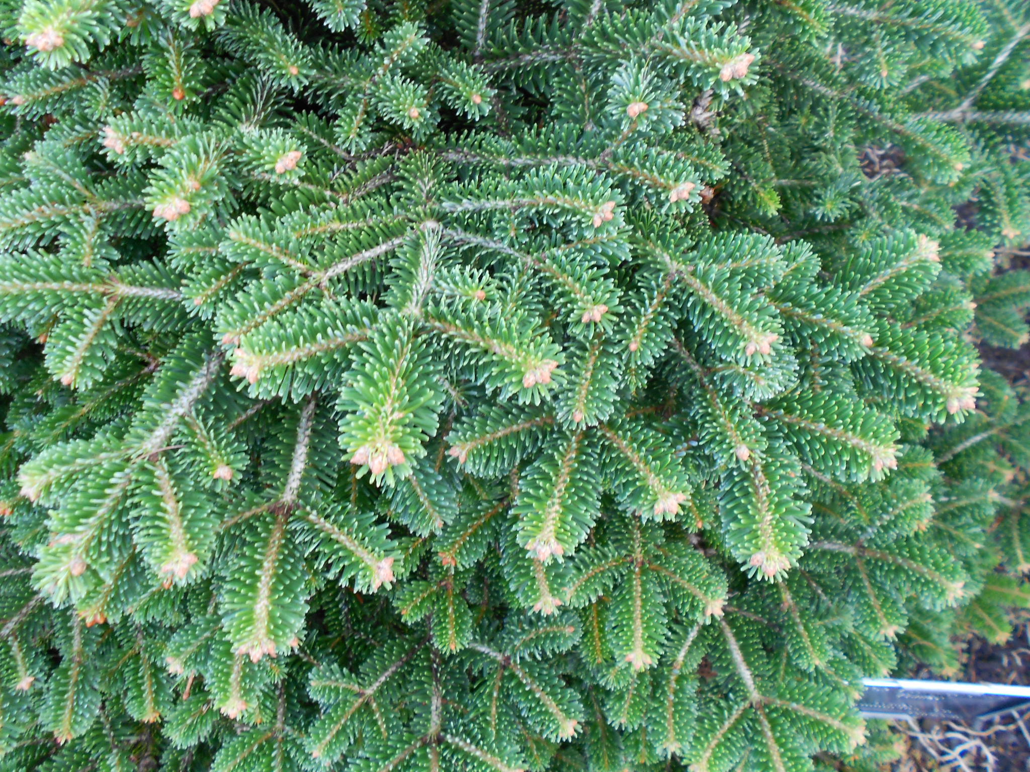 Abies nordmanniana subsp. equi-trojani 