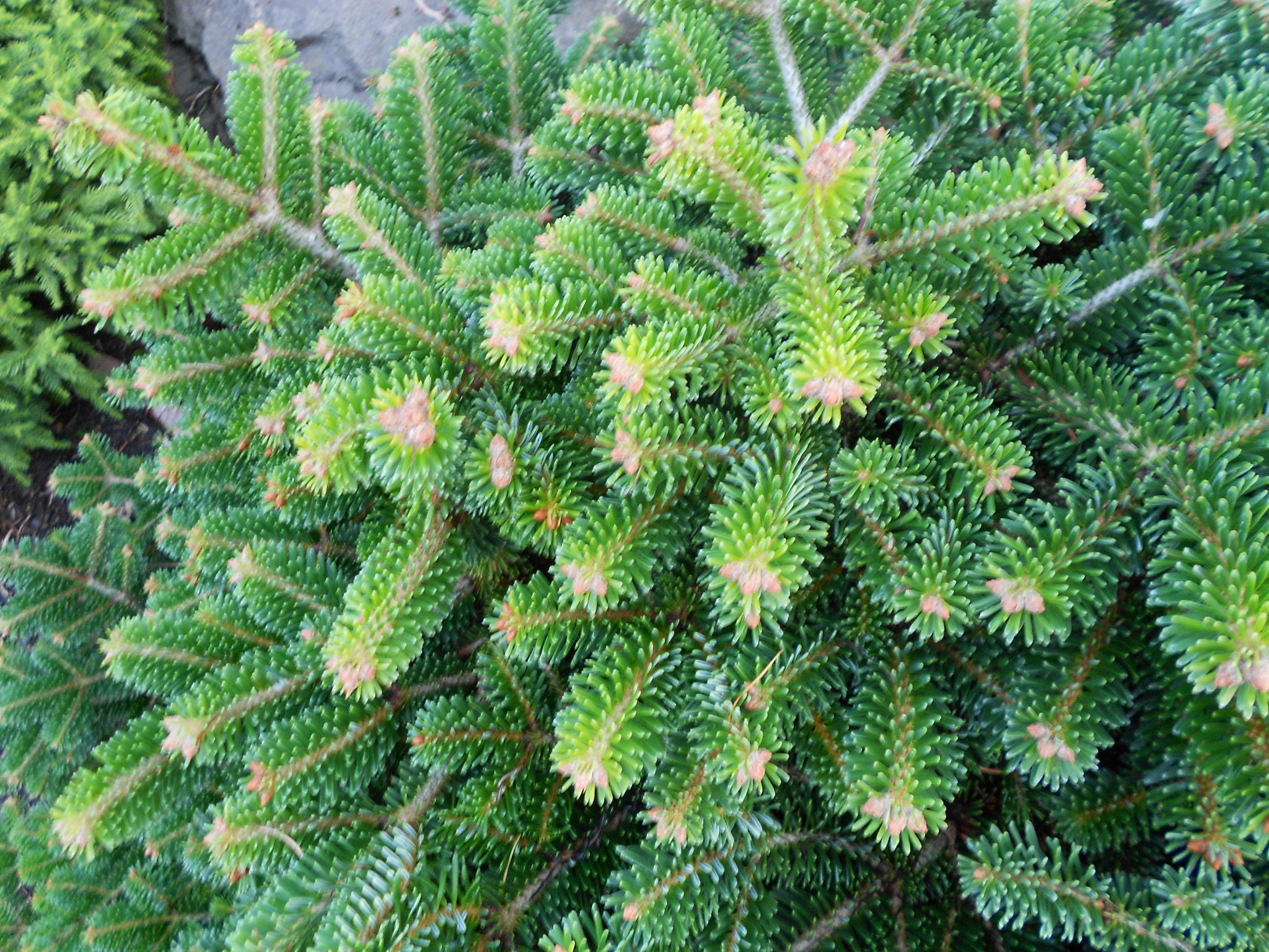 Abies nordmanniana subsp. equi-trojani 