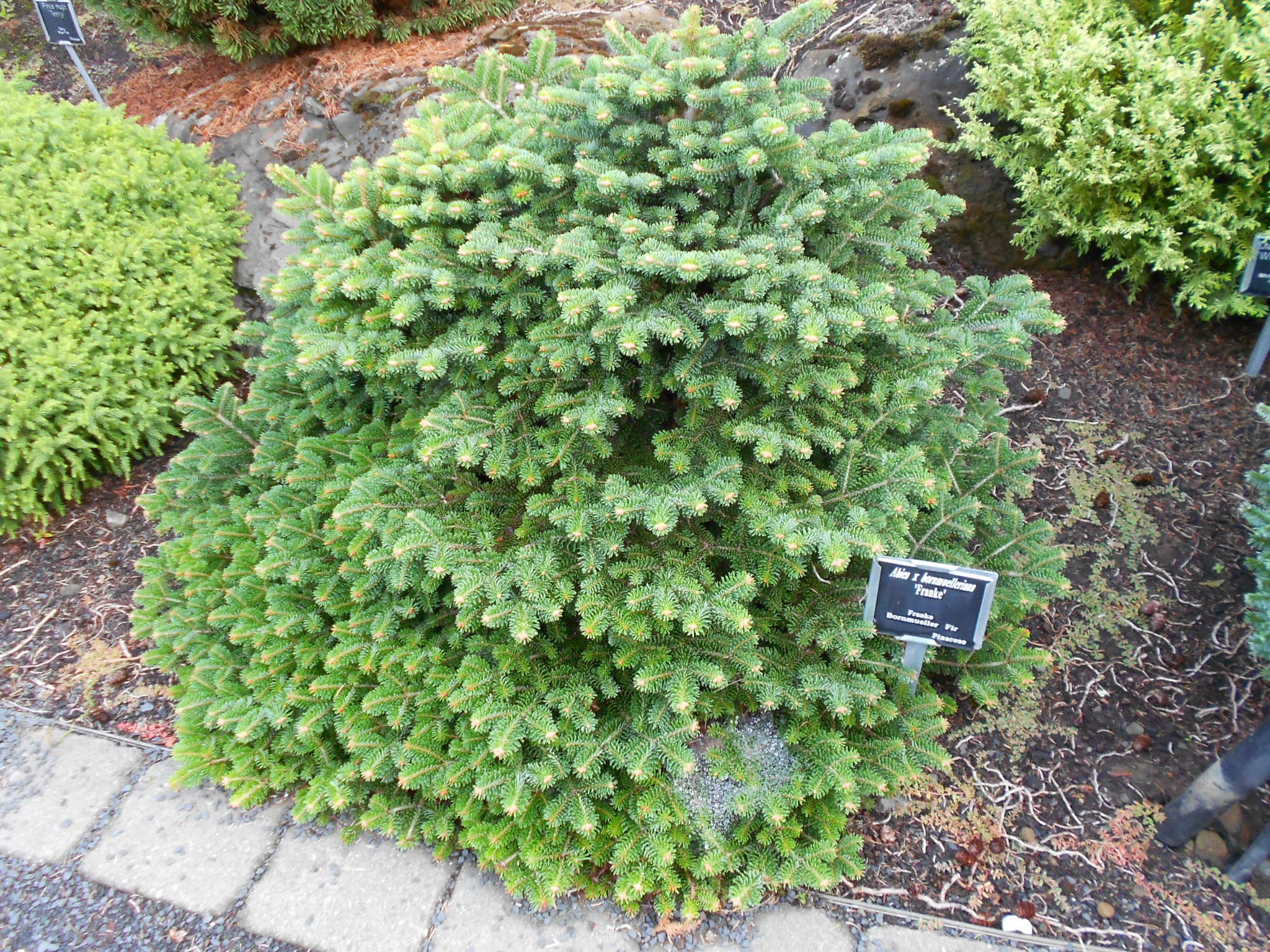 Abies nordmanniana subsp. equi-trojani 