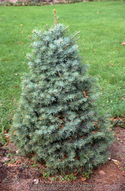 Abies concolor 