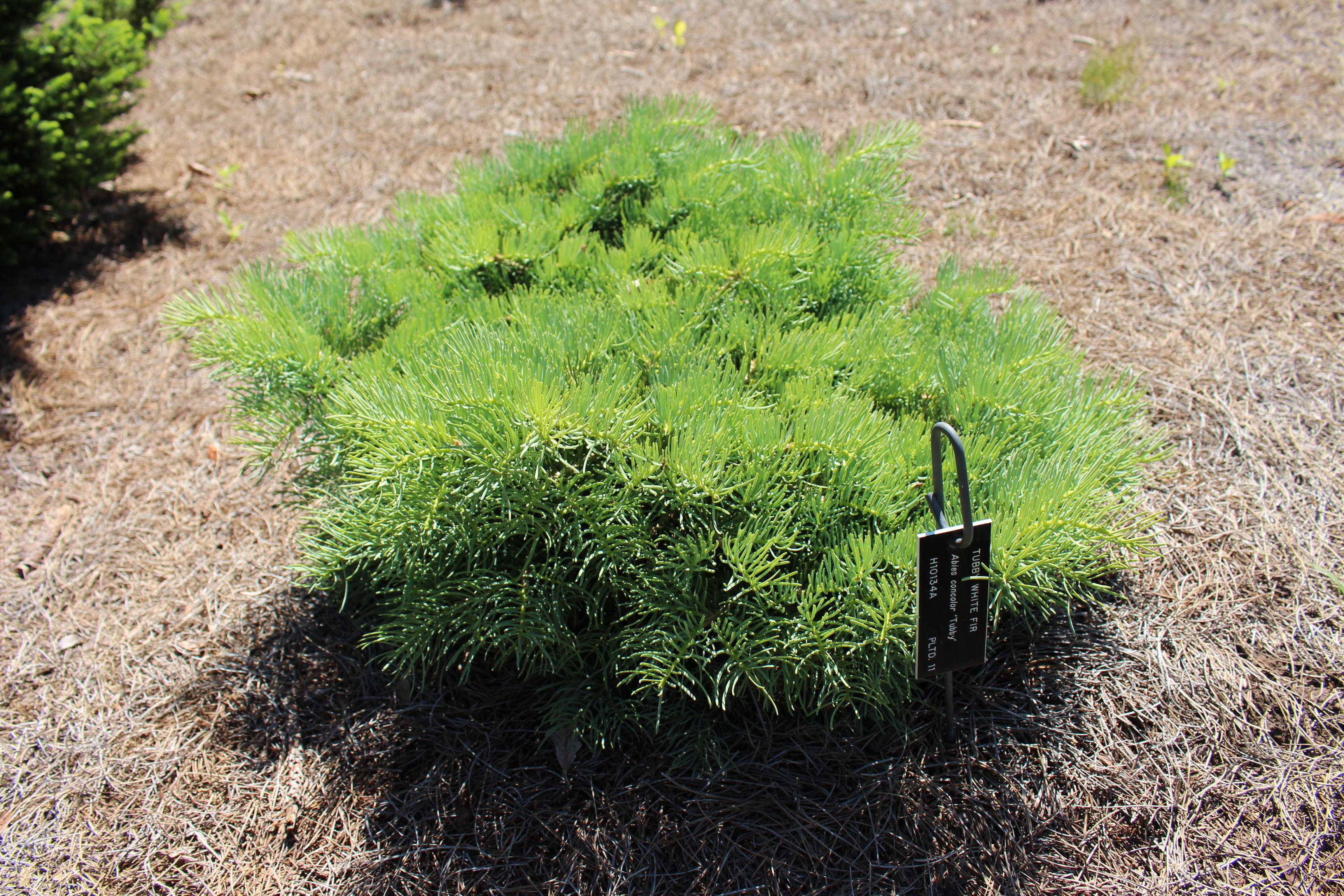 Abies concolor 