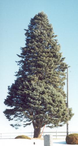 Abies concolor 