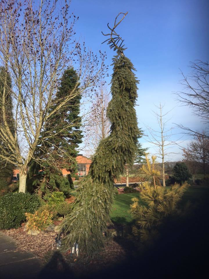 Picea omorika 