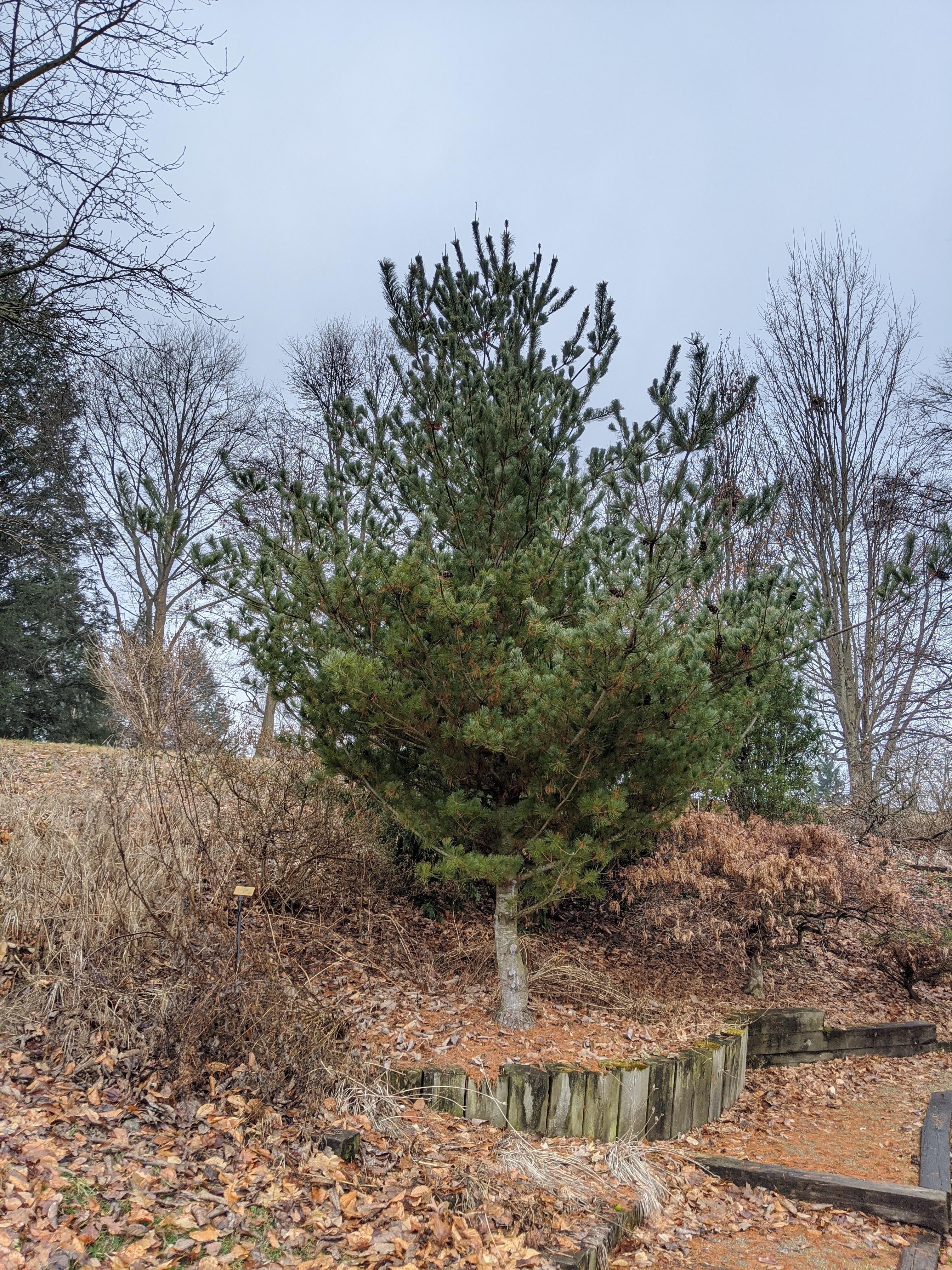 Pinus parviflora 