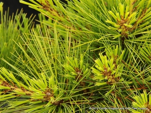 Pinus strobus 