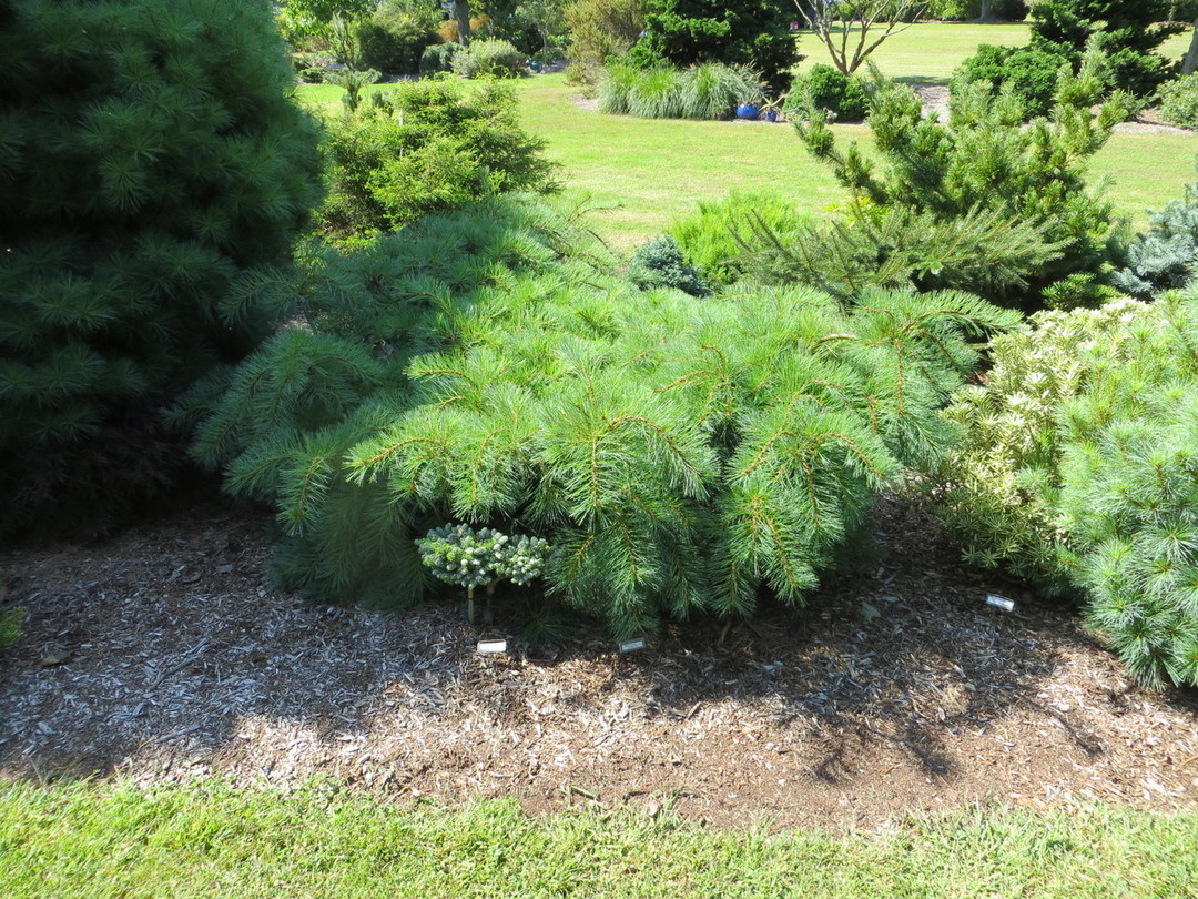 Pinus strobus 