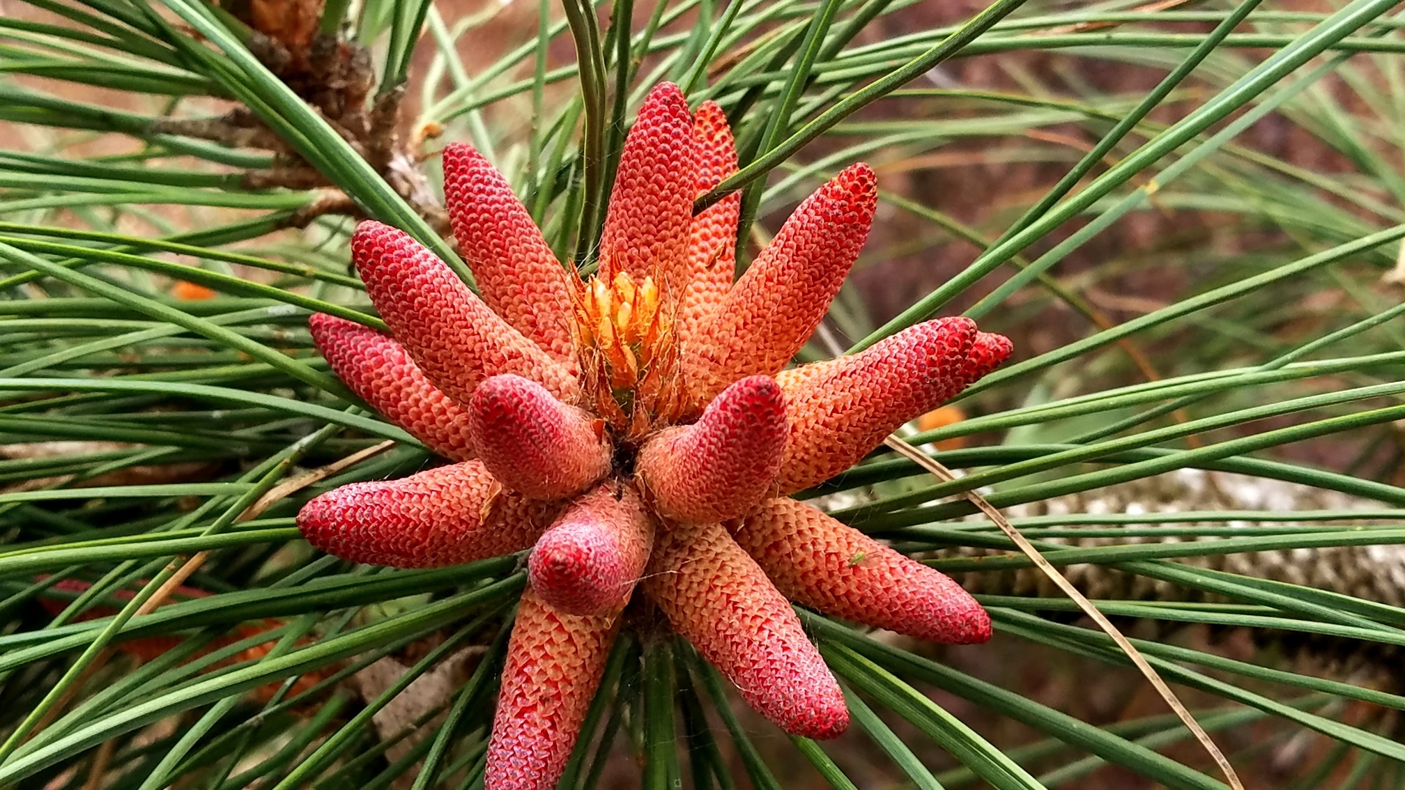 Pinus ponderosa 