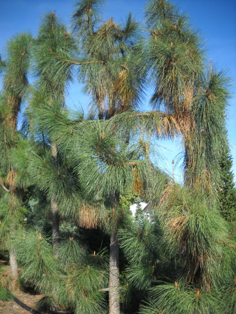 Pinus ponderosa 