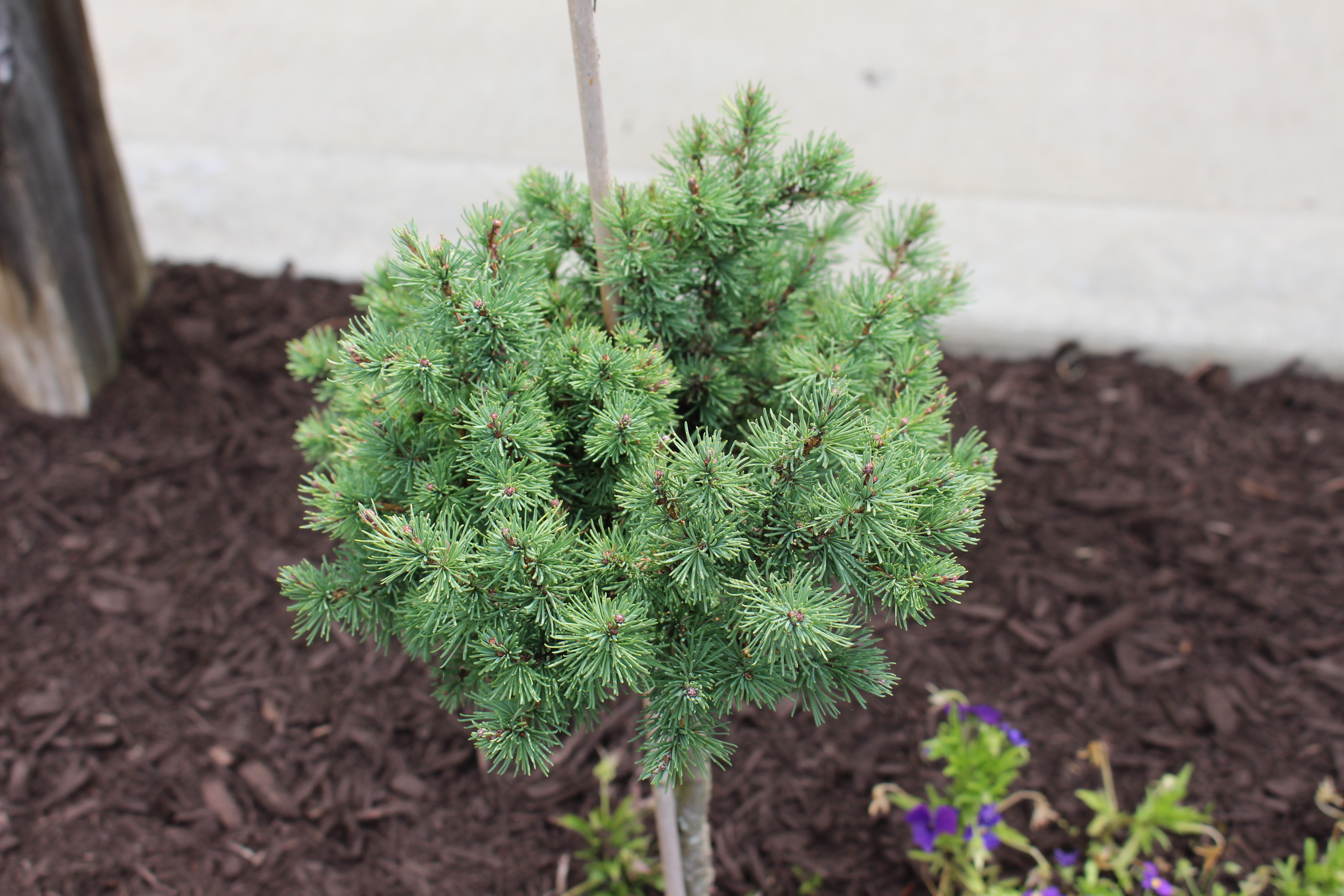 Larix sibirica 