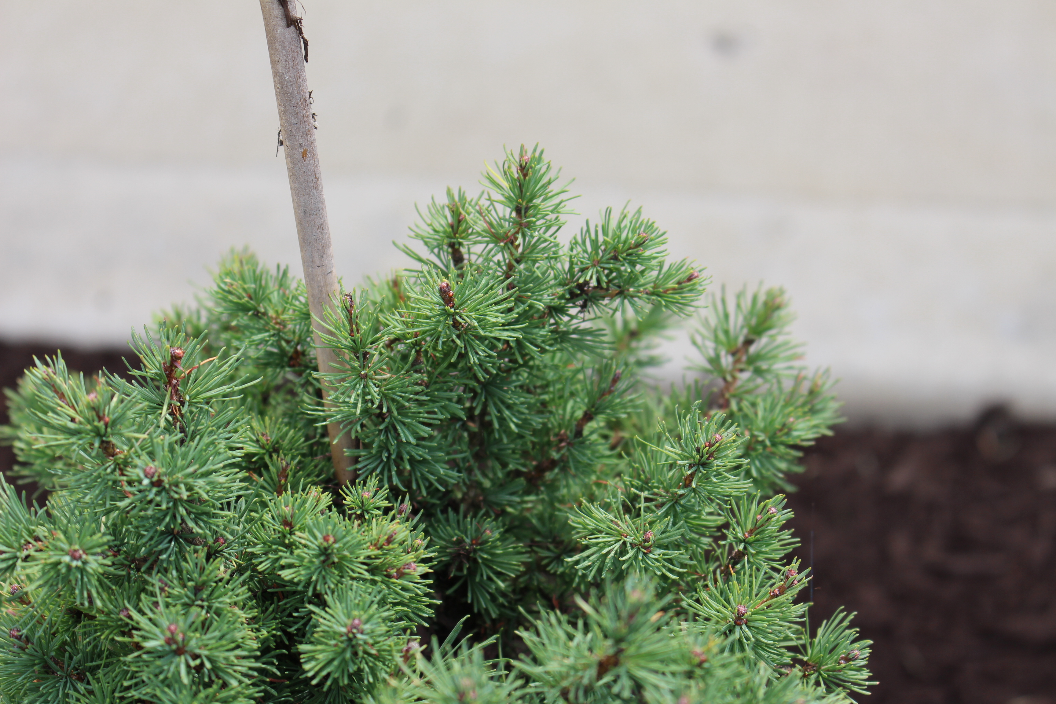 Larix sibirica 