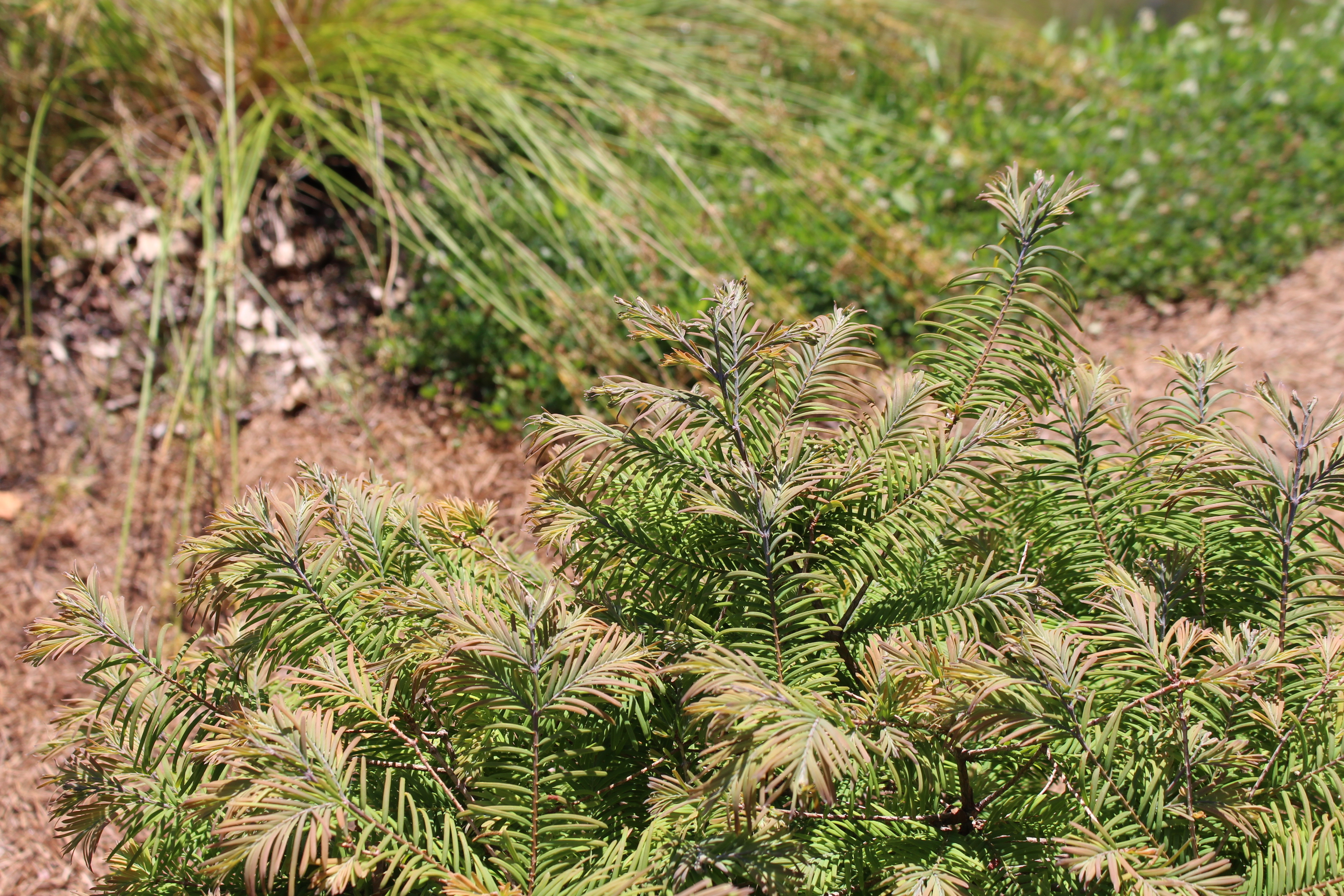 Metasequoia glyptostroboides 