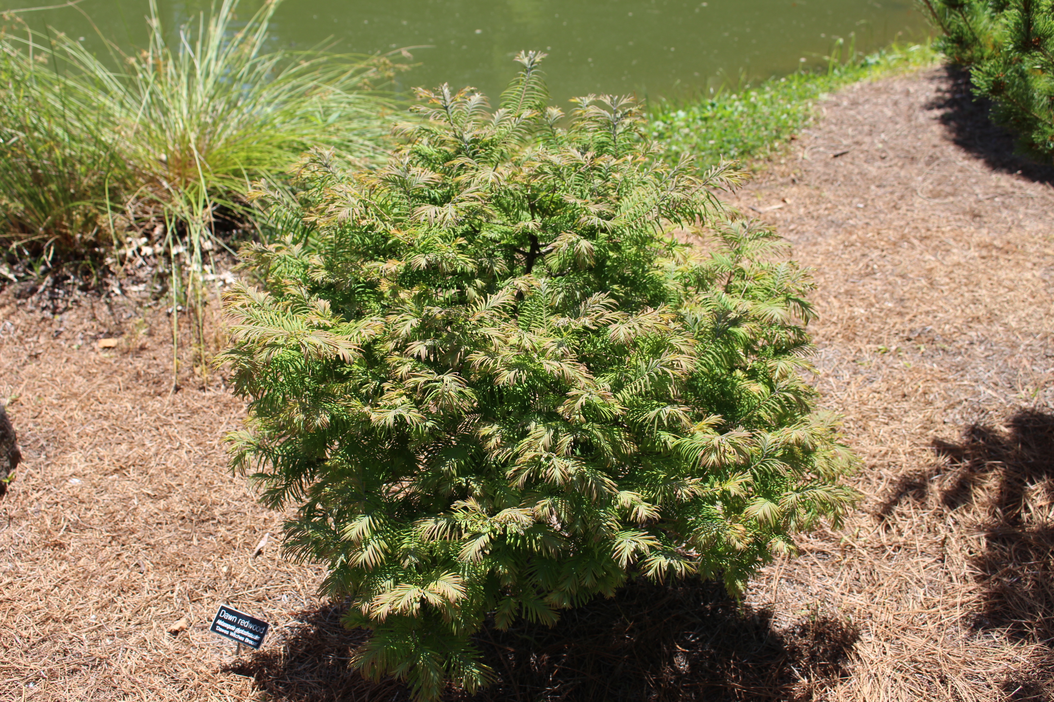 Metasequoia glyptostroboides 