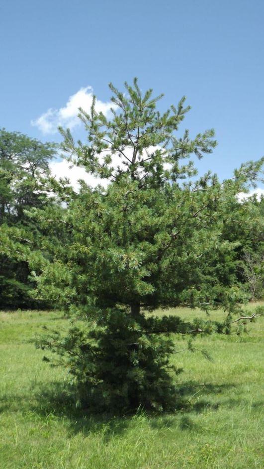 Pinus parviflora 