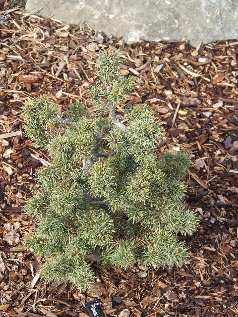 Pinus strobus 