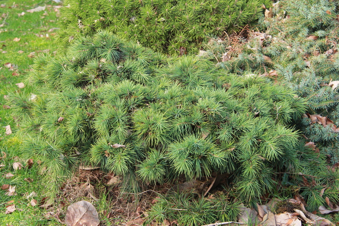 Cedrus libani 