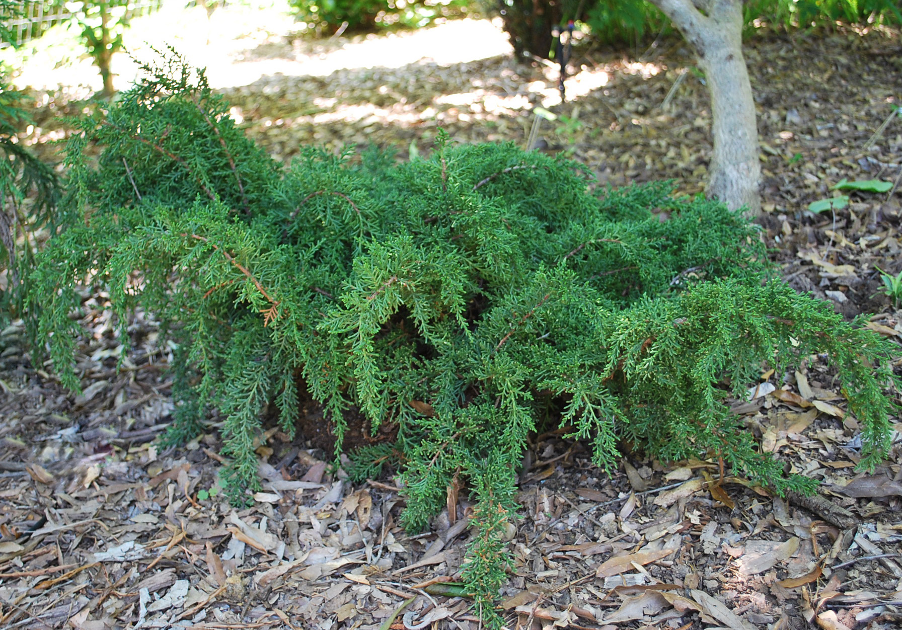 Diselma archeri 