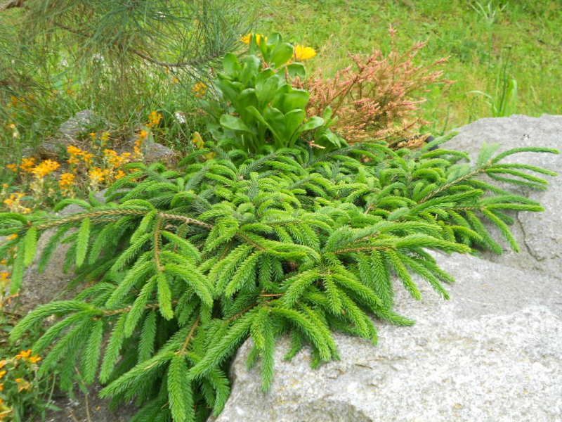 Picea orientalis 