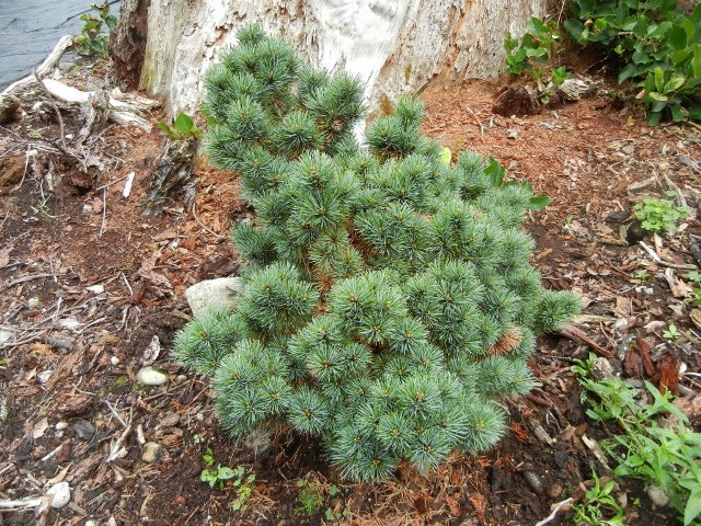 Pinus parviflora 