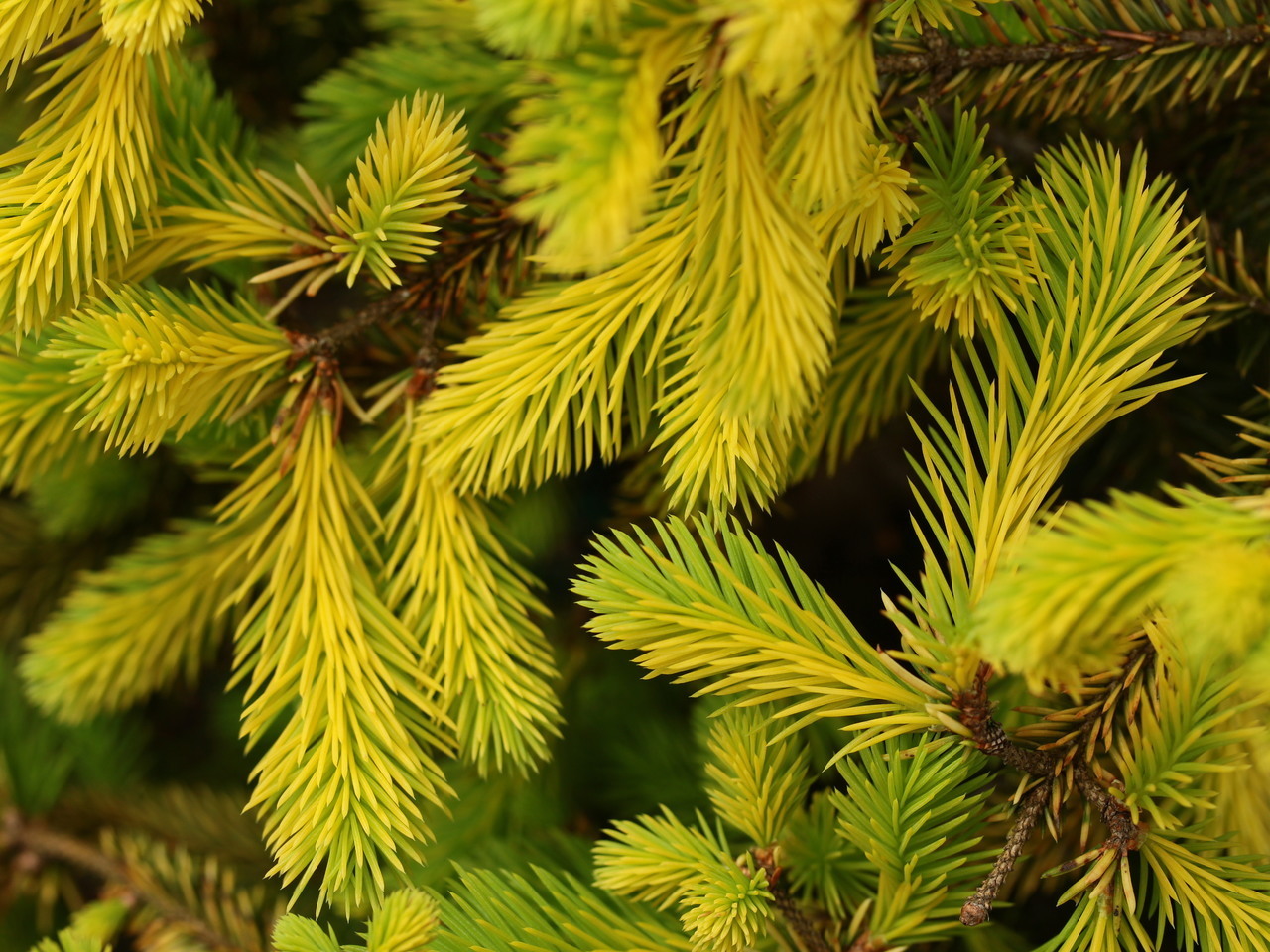 Picea abies 