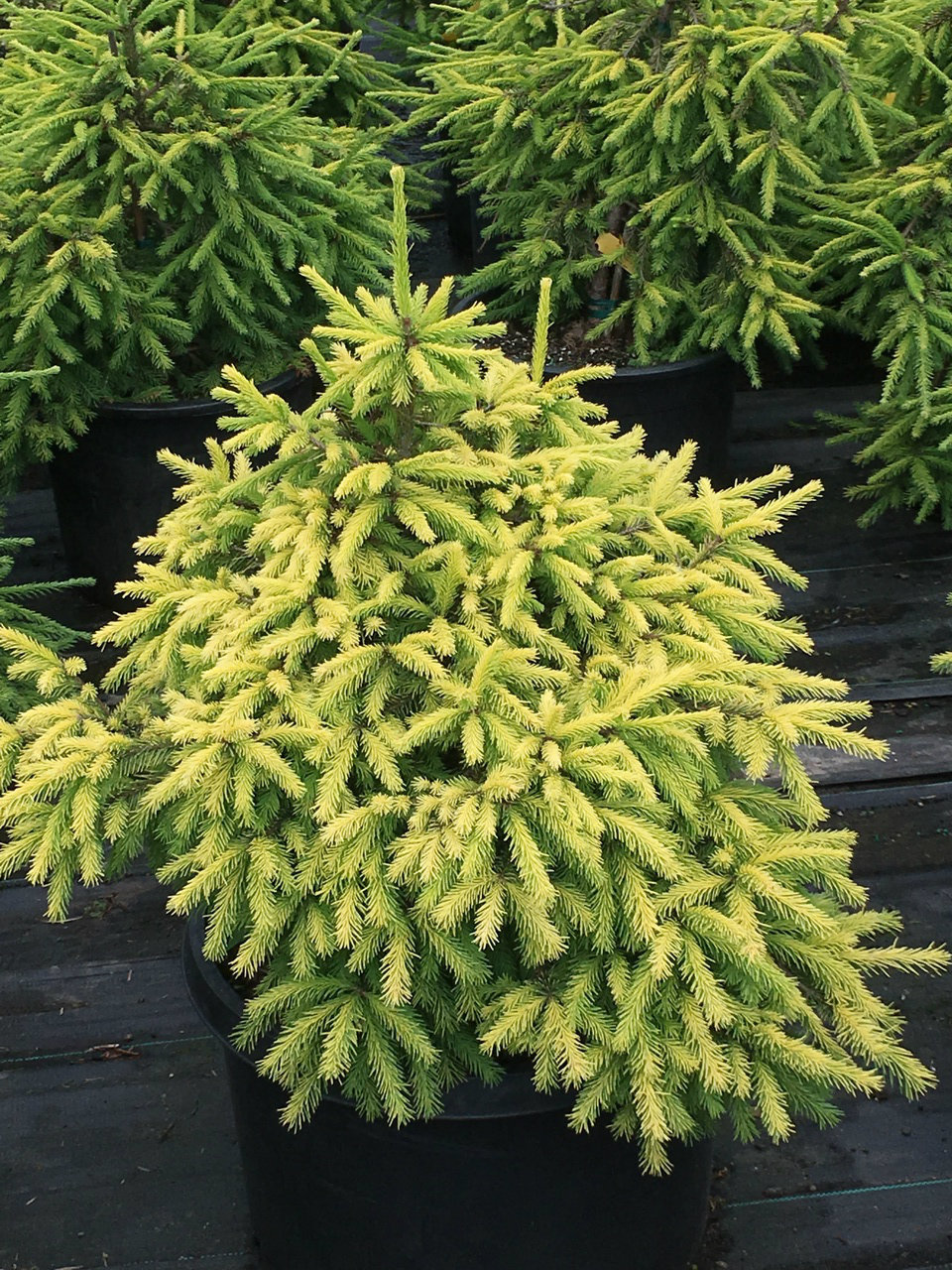 Picea abies 