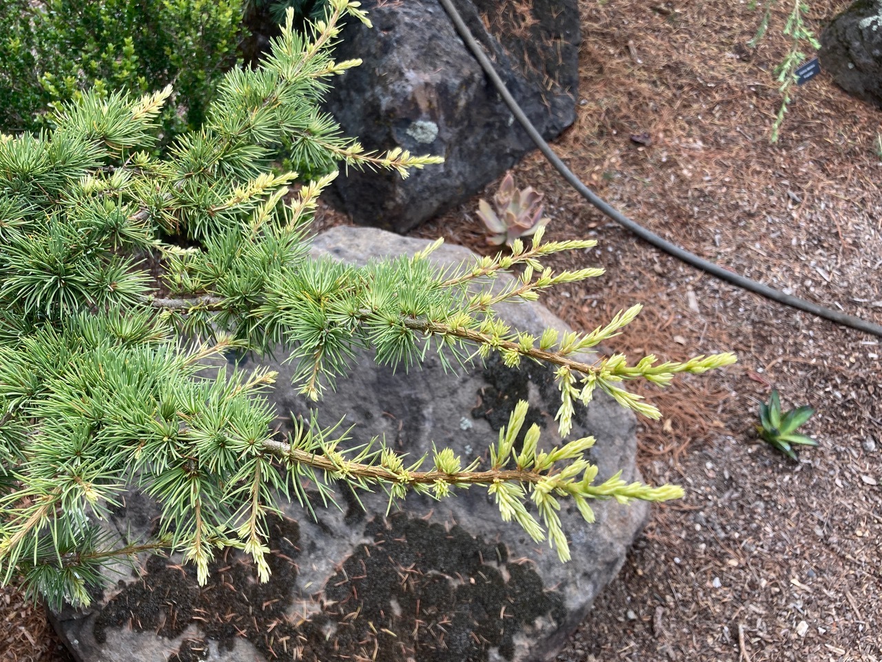 Cedrus atlantica 