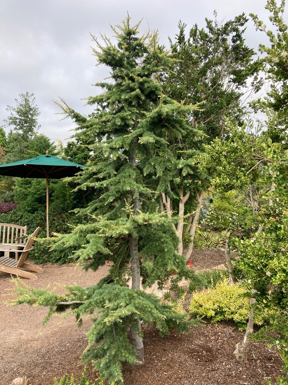 Cedrus atlantica 