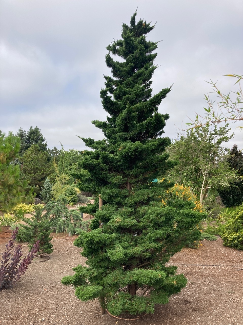 Cupressus macrocarpa 