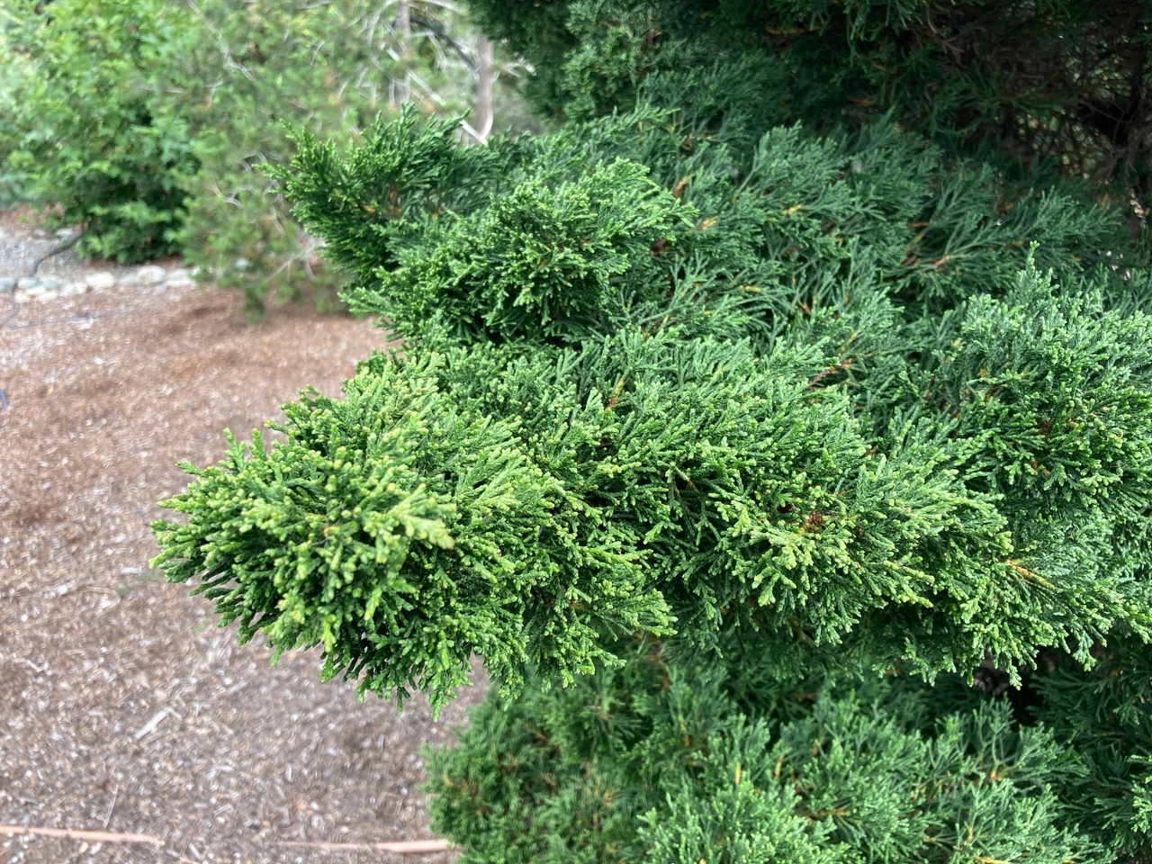 Cupressus macrocarpa 