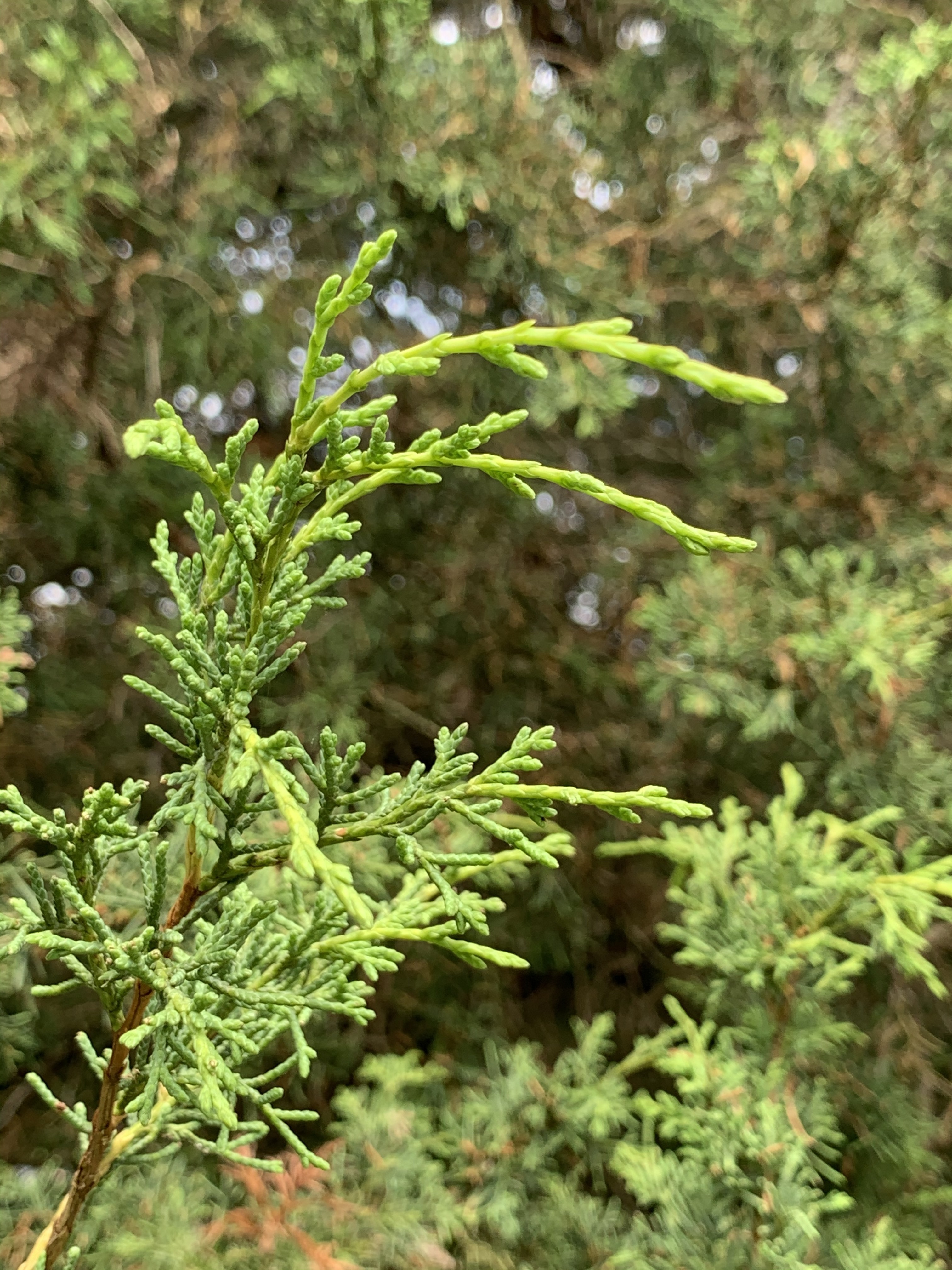 Juniperus chinensis 