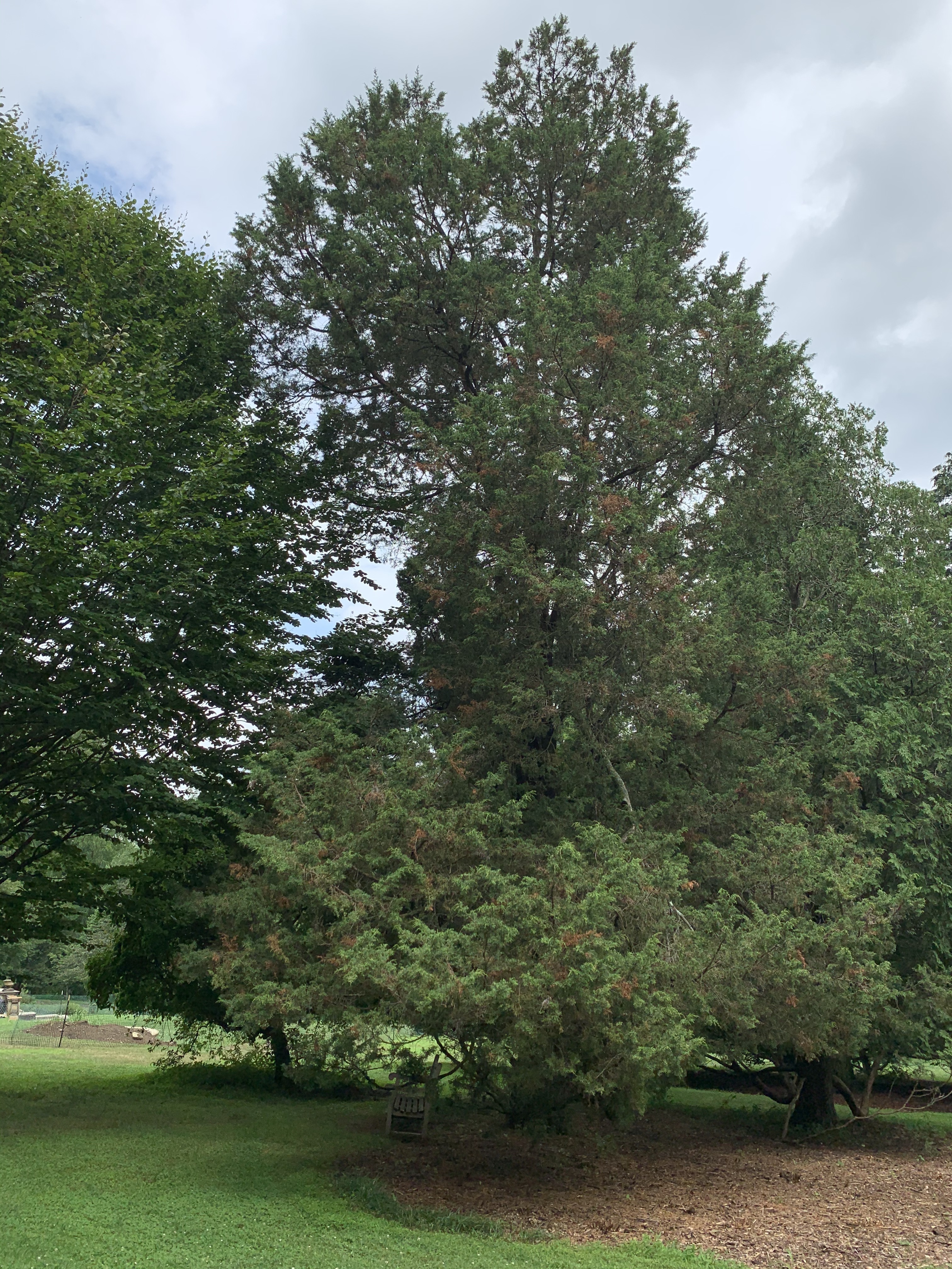 Juniperus chinensis 