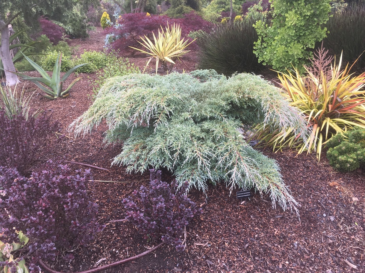 Cupressus macrocarpa 