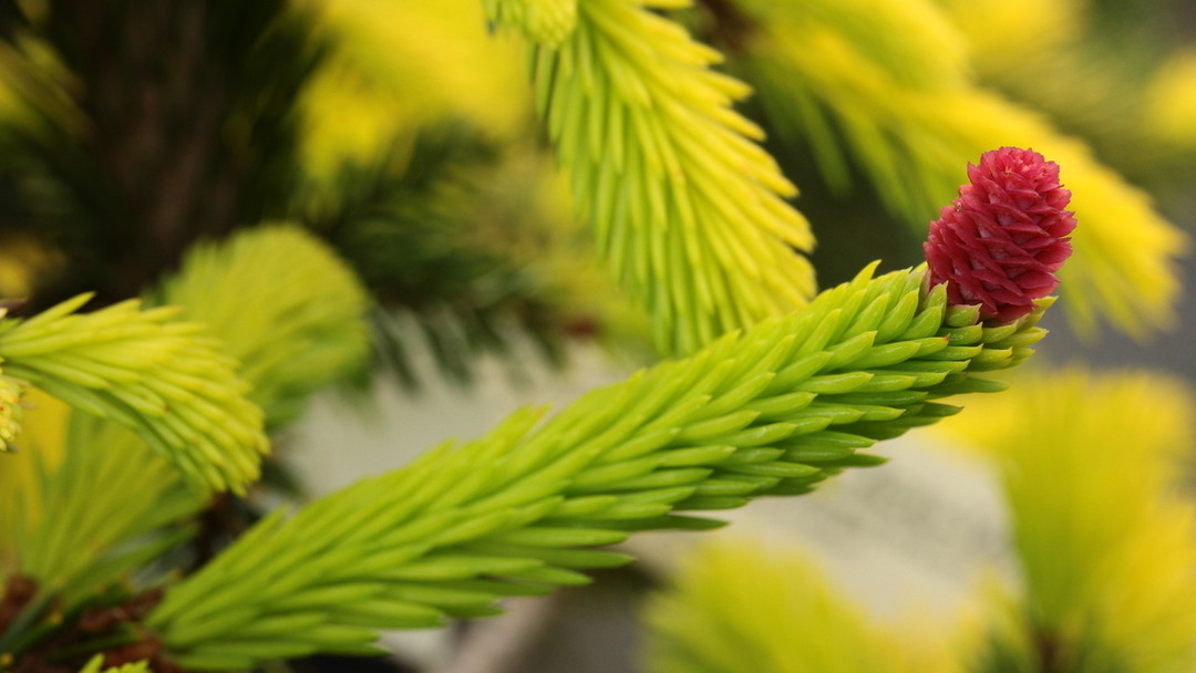Picea abies 