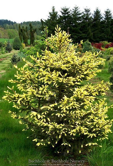 Picea abies 