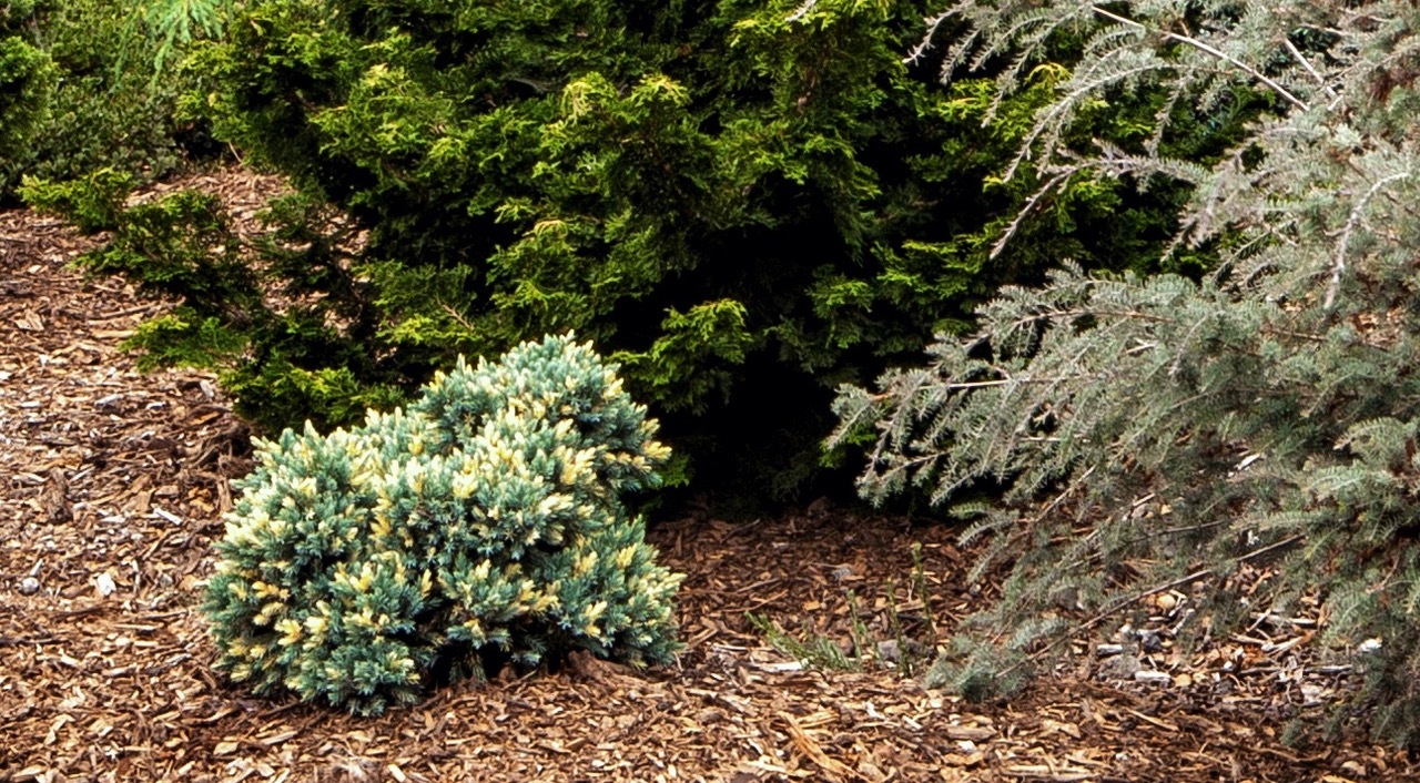 Juniperus squamata 