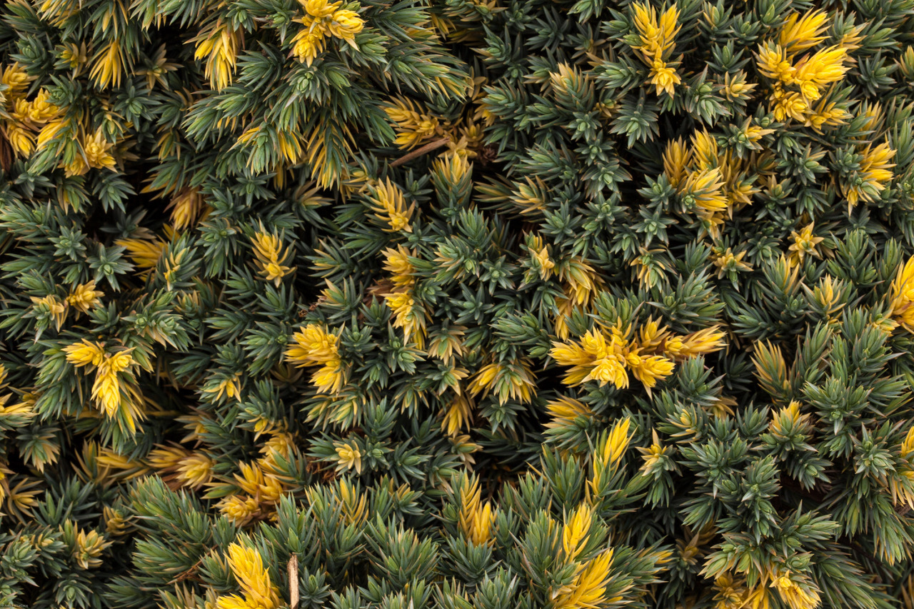 Juniperus squamata 