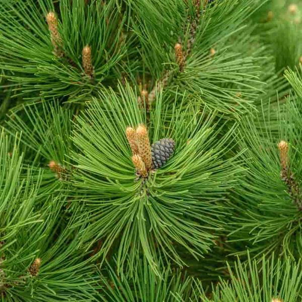 Pinus heldreichii 
