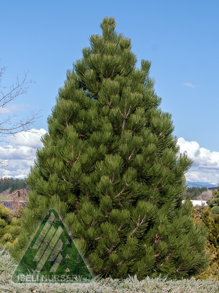 Pinus heldreichii 