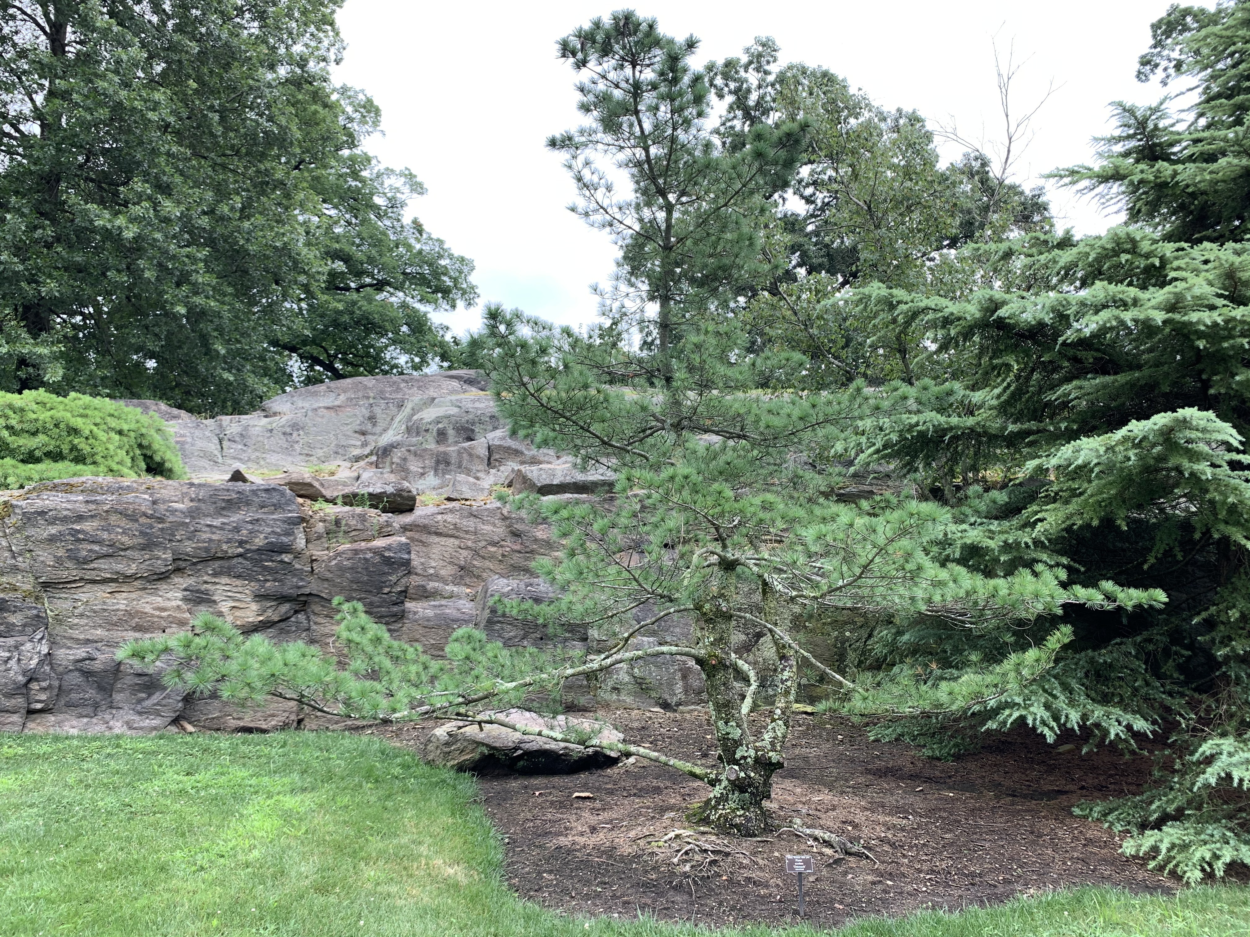Pinus strobus 