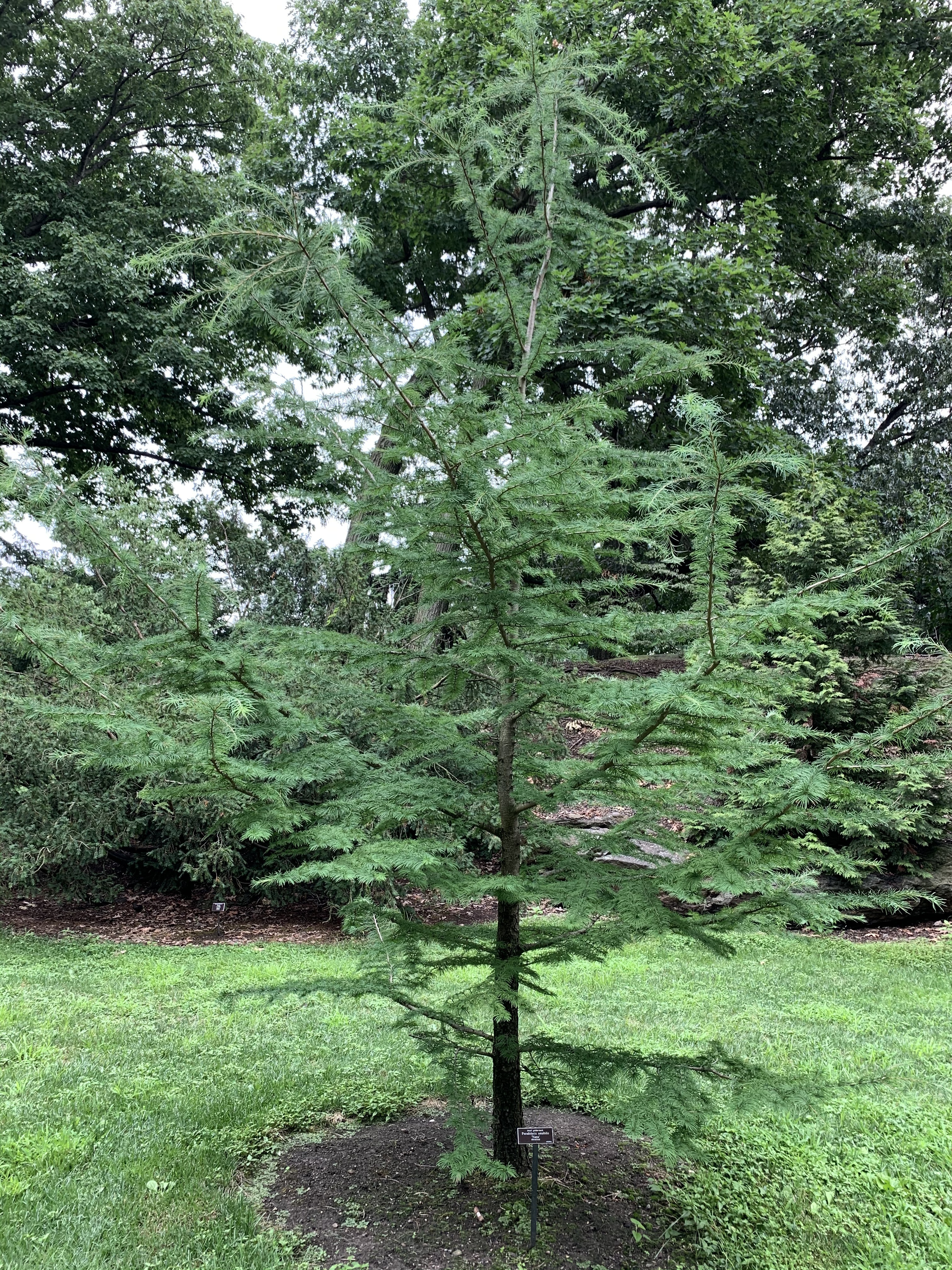 Pseudolarix amabilis 