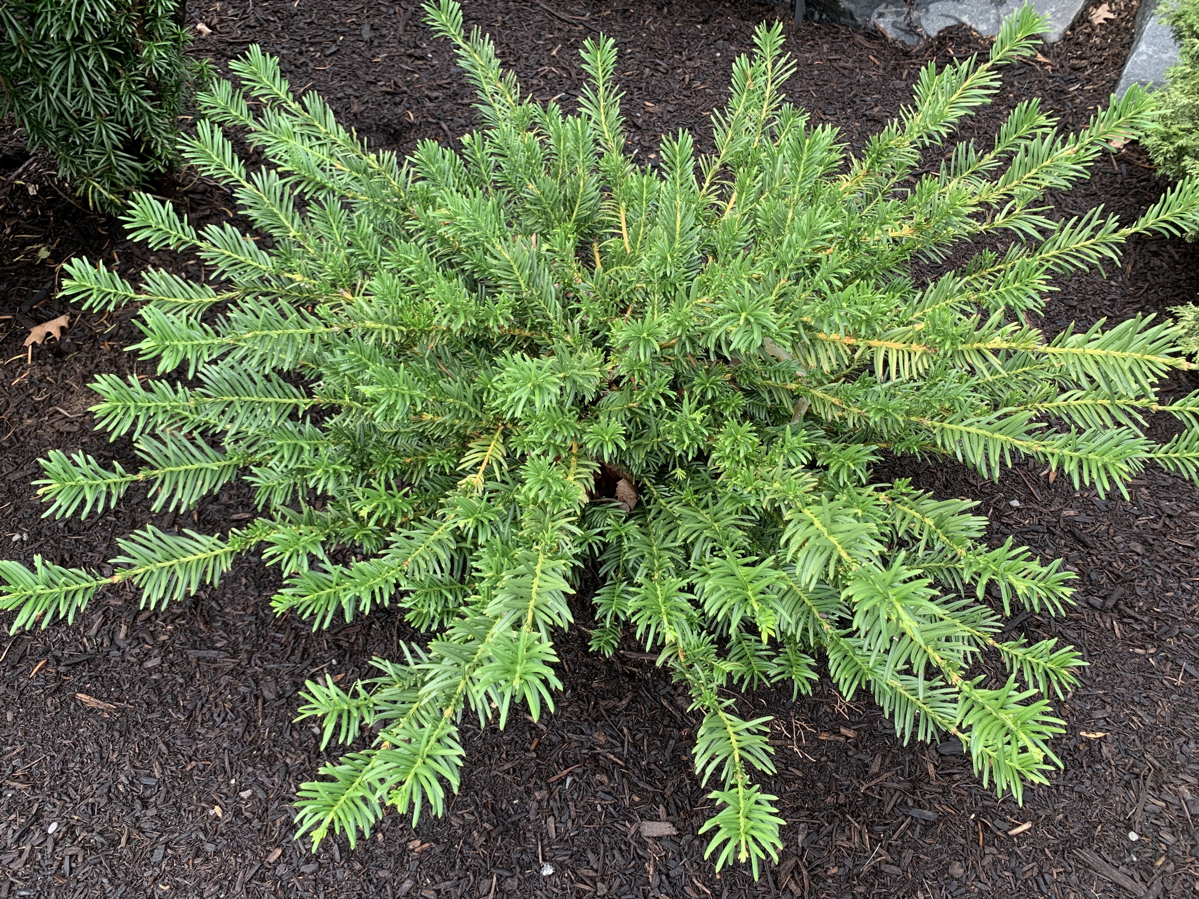 Cephalotaxus harringtonii 