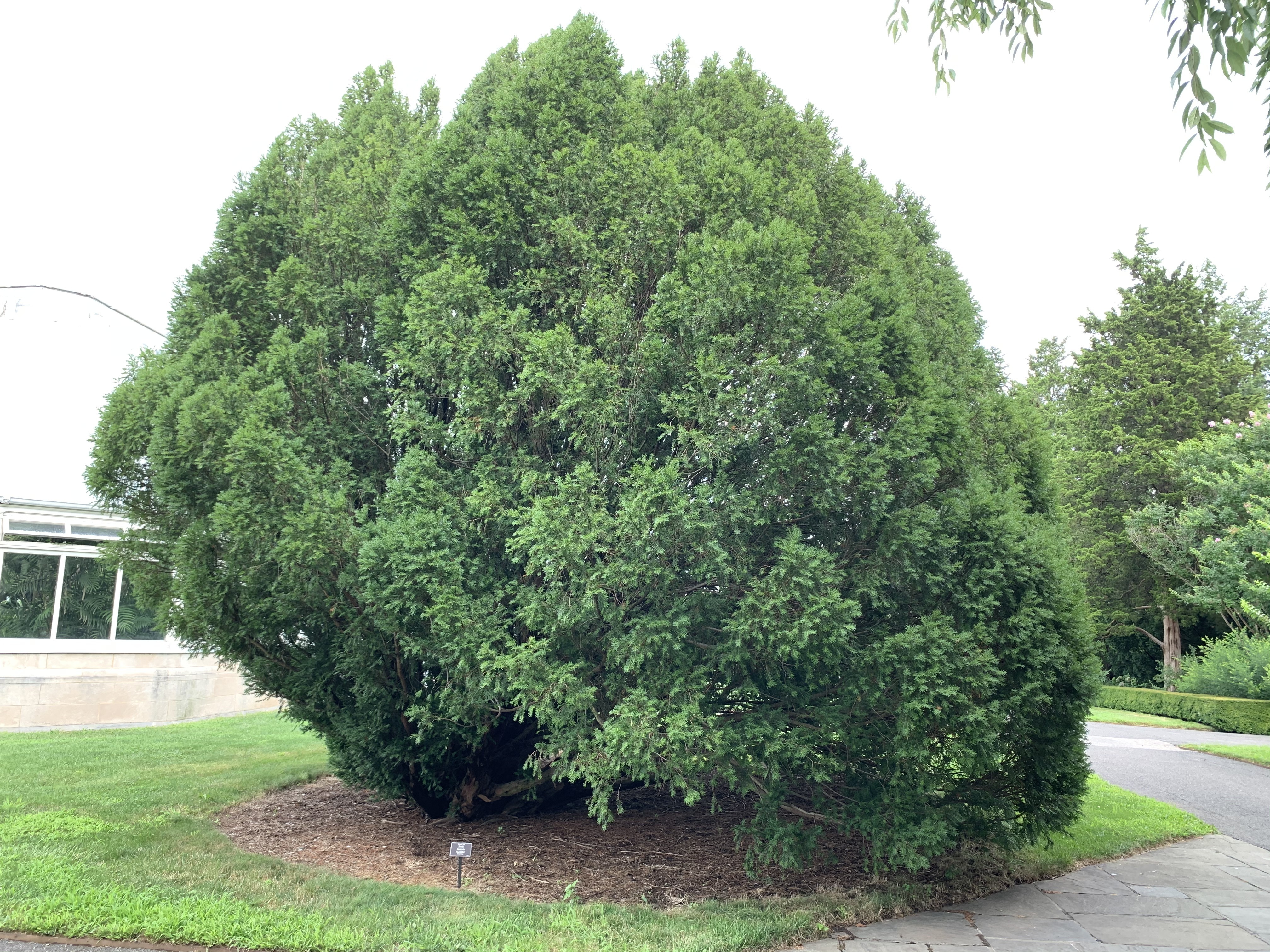 Taxus baccata 