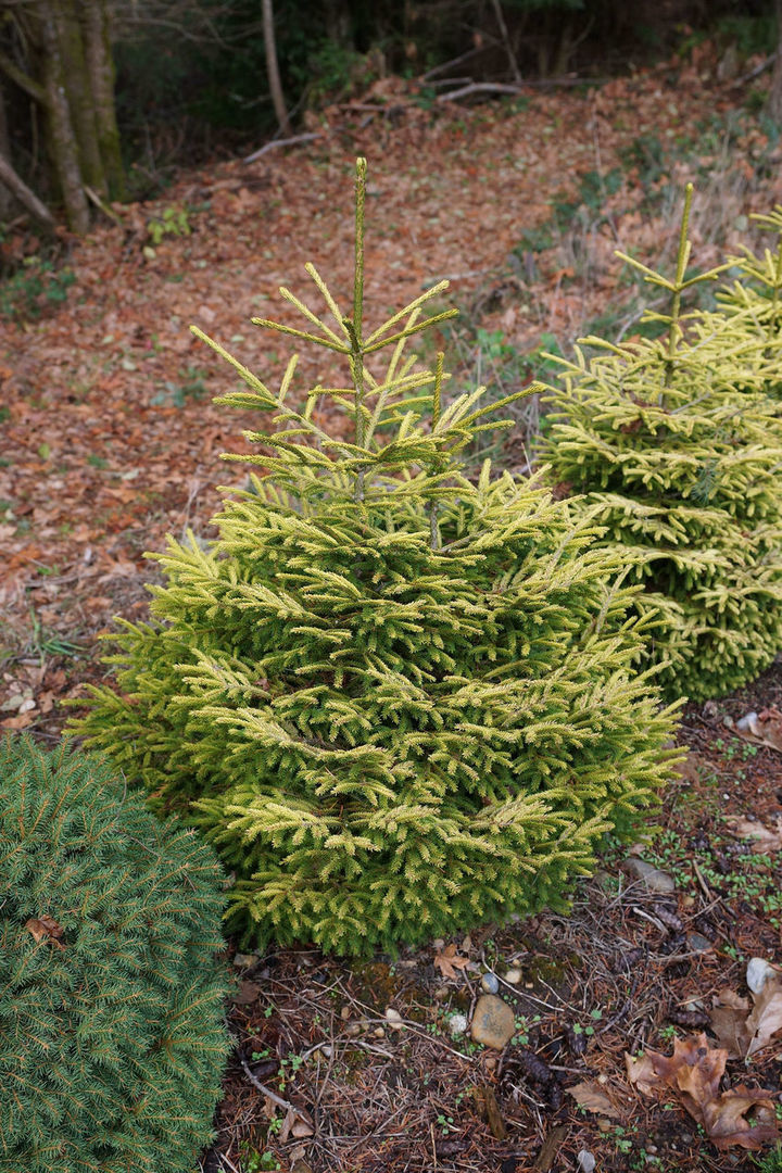 Picea orientalis 