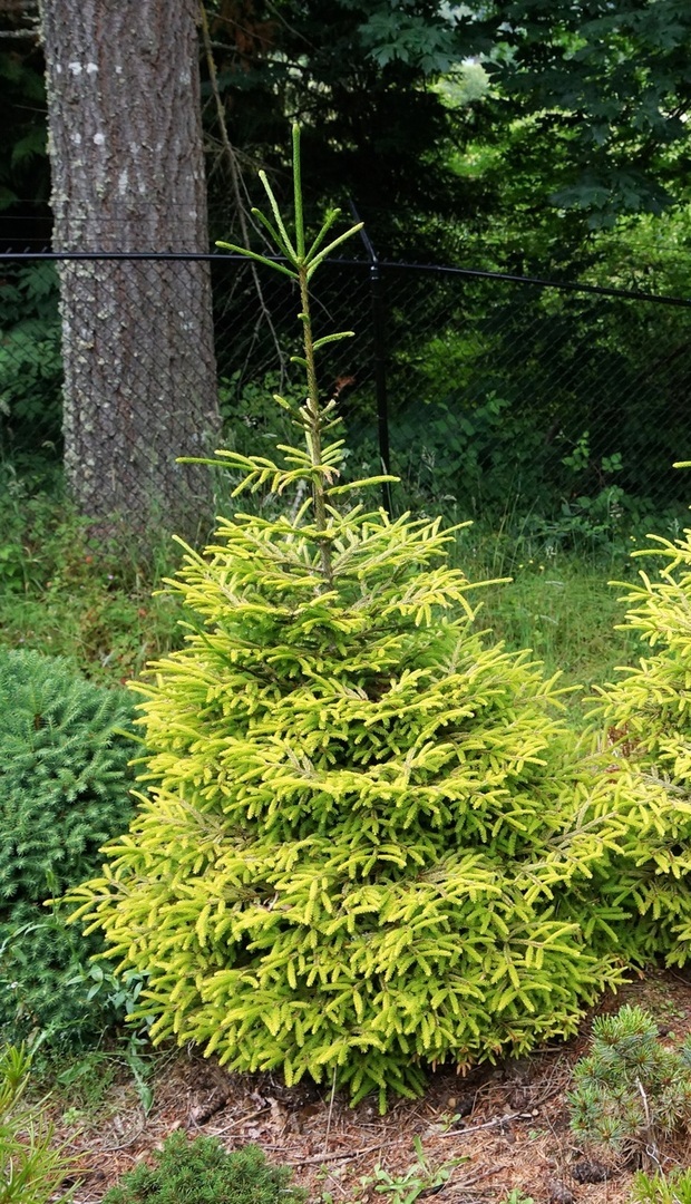 Picea orientalis 