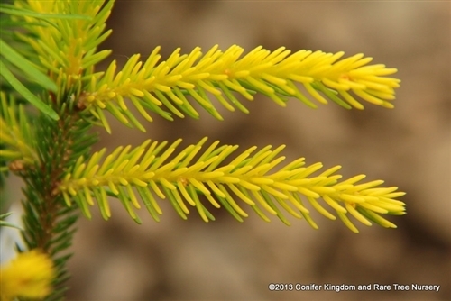 Picea orientalis 