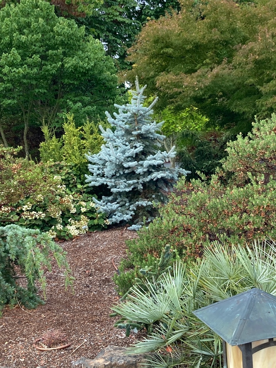 Picea pungens 