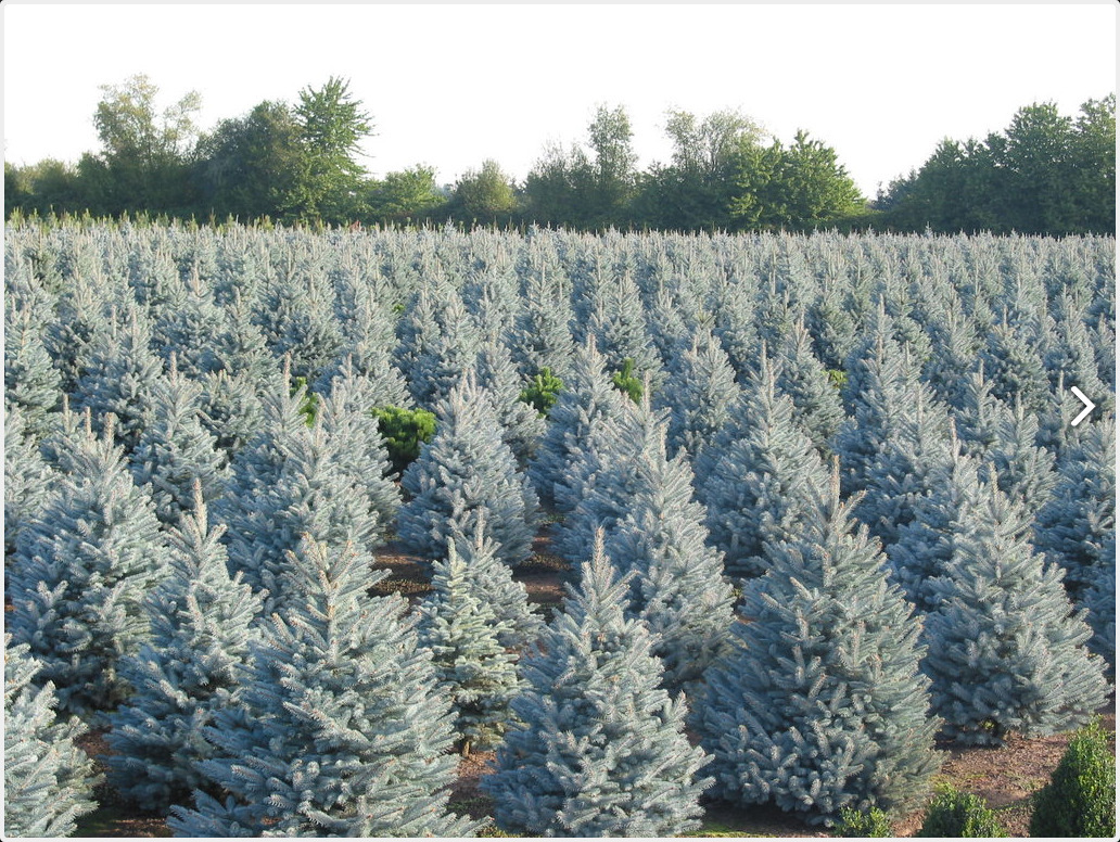 Picea pungens 
