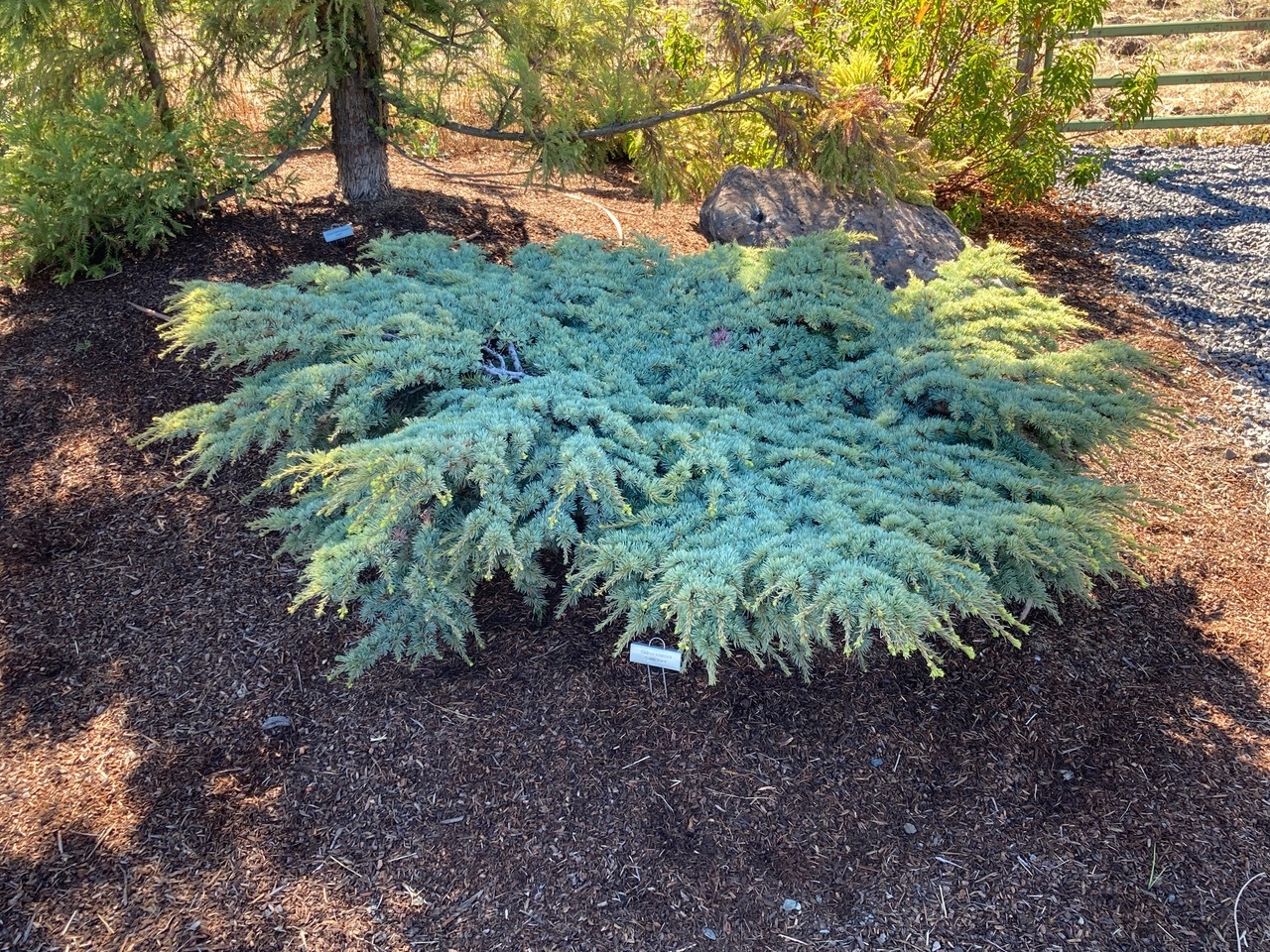 Cedrus atlantica 